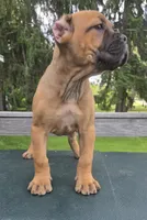 ICCF Sonya , a female Cane Corso for sale in Ticonderoga, NY – 5 of 5