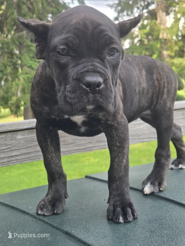 Sadie – Cane Corso puppy for sale in Ticonderoga, NY