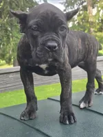 Sadie, a female Cane Corso for sale in Ticonderoga, NY – 1 of 6
