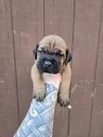 Comanche , a male Cane Corso for sale in Ticonderoga, NY – 7 of 7