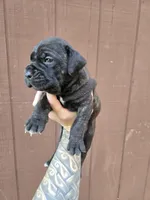 Chippewa , a female Cane Corso for sale in Ticonderoga, NY – 3 of 9