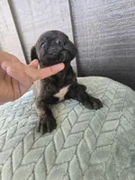 Sarge , a male Cane Corso for sale in Ticonderoga, NY – Photo 4 of 5