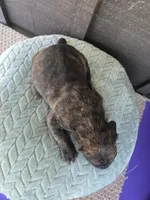 Sarge , a male Cane Corso for sale in Ticonderoga, NY – Photo 5 of 5