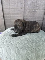 Sarge , a male Cane Corso for sale in Ticonderoga, NY – Photo 3 of 5