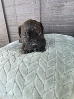 Sarge , a male Cane Corso for sale in Ticonderoga, NY – Photo 2 of 5