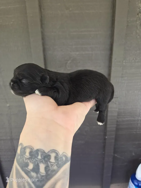 Daliah – Pekingese puppy for sale in Ticonderoga, NY