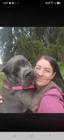 Bluebell , a female Cane Corso for sale in Ticonderoga, NY – 4 of 6