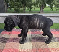 AKC Banshee , a male Cane Corso for sale in Ticonderoga, NY – 6 of 8