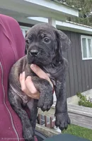 AKC Banshee , a male Cane Corso for sale in Ticonderoga, NY – 3 of 8