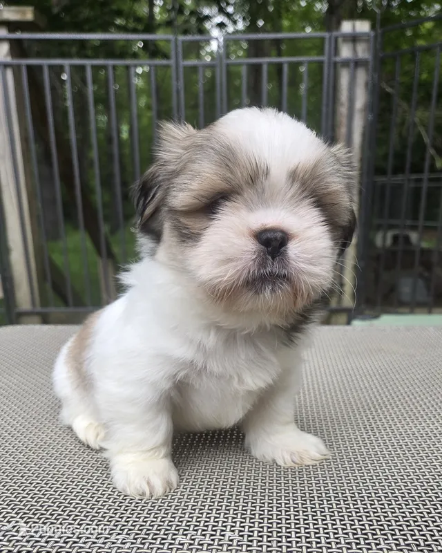 Bo – Pekingese, Shih Tzu puppy for sale in Ticonderoga, NY