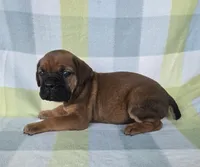 Ruby, a female Cane Corso for sale in Ticonderoga, NY – 2 of 9