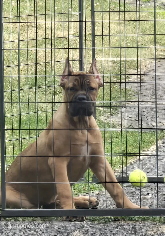 ICCF Sonya  – Cane Corso puppy for sale in Ticonderoga, NY