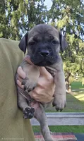 AKC Baylar, a male Cane Corso for sale in Ticonderoga, NY – 2 of 4