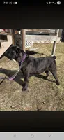 Cheyenne , a female Cane Corso for sale in Ticonderoga, NY – 4 of 7