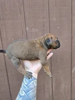 Cheyenne , a female Cane Corso for sale in Ticonderoga, NY – 7 of 7