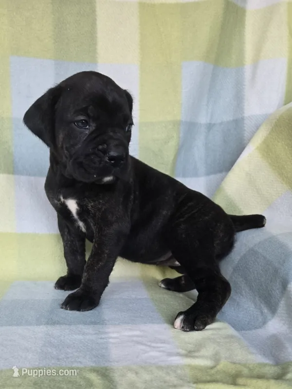 Sadie – Cane Corso puppy for sale in Ticonderoga, NY