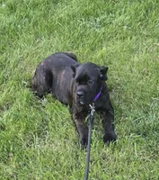 Sage, a female Cane Corso for sale in Ticonderoga, NY – 7 of 8