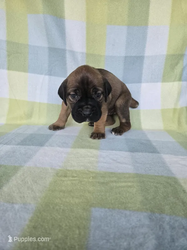 Scarlett  – Cane Corso puppy for sale in Ticonderoga, NY