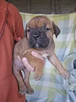 Sonya , a female Cane Corso for sale in Ticonderoga, NY – 6 of 7