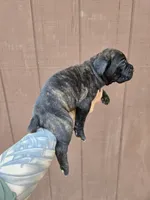Chippewa , a female Cane Corso for sale in Ticonderoga, NY – 9 of 9