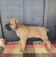 AKC Viggo , a male Cane Corso for sale in Ticonderoga, NY – 1 of 6
