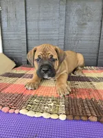 AKC Viggo , a male Cane Corso for sale in Ticonderoga, NY – 2 of 6