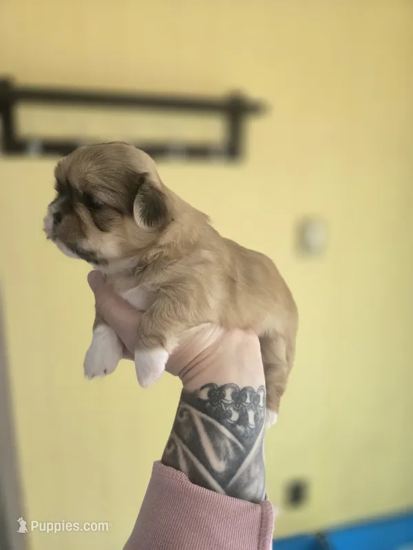 Boss Hogg – Pekingese, Shih Tzu puppy for sale in Ticonderoga, NY