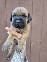 Comanche , a male Cane Corso for sale in Ticonderoga, NY – 3 of 7