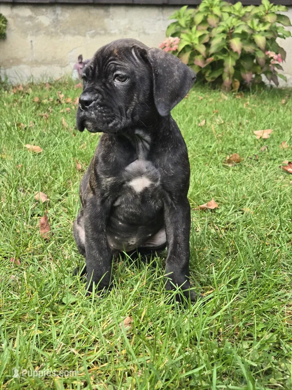 AKC Baylee – Cane Corso puppy for sale in Ticonderoga, NY