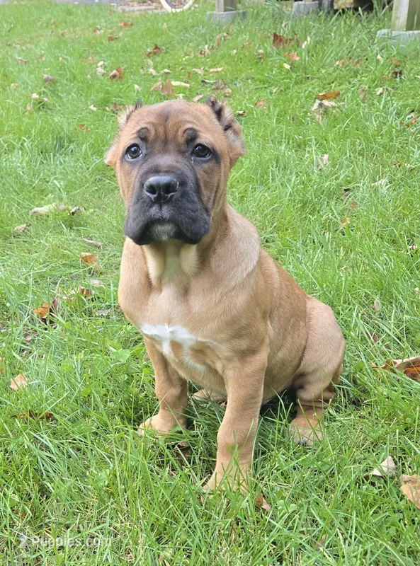 AKC Vladimir  – Cane Corso puppy for sale in Ticonderoga, NY