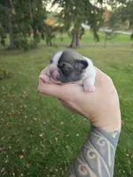 Eddie, a male Pekingese and Shih Tzu for sale in Ticonderoga, NY – 4 of 7