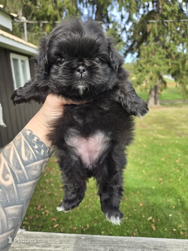 Daliah – Pekingese puppy for sale in Ticonderoga, NY
