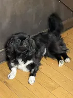 Bee, a female Pekingese for sale in Ticonderoga, NY – Photo 3 of 3