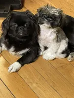 Bee, a female Pekingese for sale in Ticonderoga, NY – Photo 2 of 3