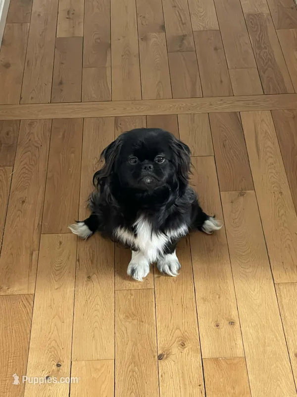 Bee – Pekingese puppy for sale in Ticonderoga, NY