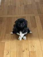 Bee, a female Pekingese for sale in Ticonderoga, NY – Photo 1 of 3