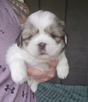 Bo, a male Pekingese and Shih Tzu for sale in Ticonderoga, NY – 2 of 6