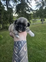 Darla, a female Pekingese for sale in Ticonderoga, NY – 4 of 6