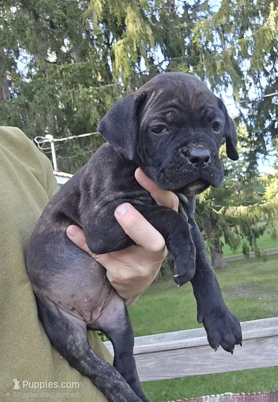 AKC Baylee – Cane Corso puppy for sale in Ticonderoga, NY