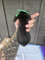 AKC Boomerang , a male Cane Corso for sale in Ticonderoga, NY – 2 of 5
