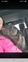 Bluebell , a female Cane Corso for sale in Ticonderoga, NY – 6 of 6