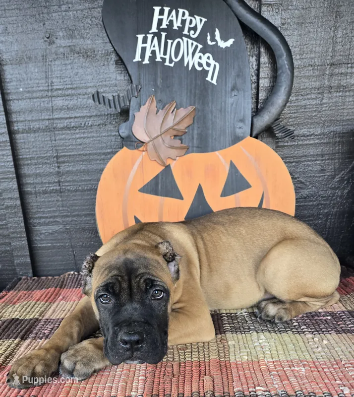 AKC Valiente  – Cane Corso puppy for sale in Ticonderoga, NY