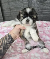 Daisy, a female Pekingese and Shih Tzu for sale in Ticonderoga, NY – 5 of 7