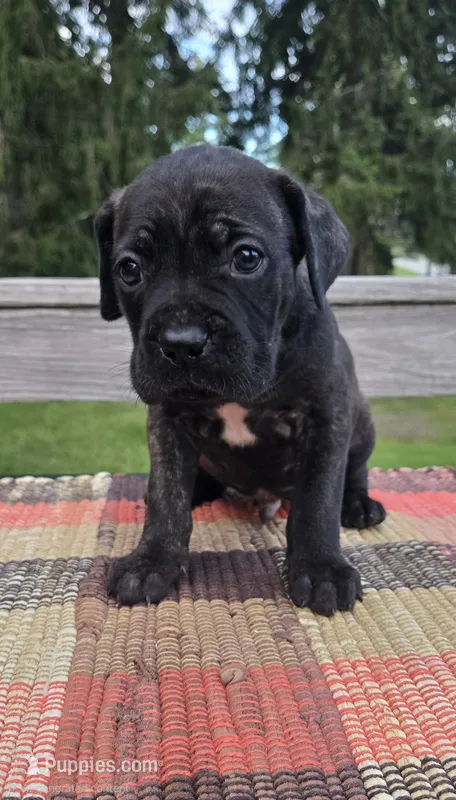 AKC Banshee  – Cane Corso puppy for sale in Ticonderoga, NY
