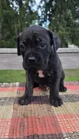 AKC Banshee , a male Cane Corso for sale in Ticonderoga, NY – 1 of 8