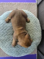 Ruby, a female Cane Corso for sale in Ticonderoga, NY – Photo 4 of 6