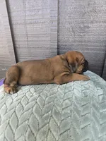 Ruby, a female Cane Corso for sale in Ticonderoga, NY – Photo 5 of 6