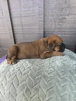 Ruby, a female Cane Corso for sale in Ticonderoga, NY – Photo 1 of 6