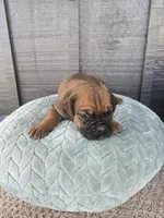 Ruby, a female Cane Corso for sale in Ticonderoga, NY – Photo 3 of 6
