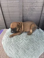 Ruby, a female Cane Corso for sale in Ticonderoga, NY – Photo 6 of 6